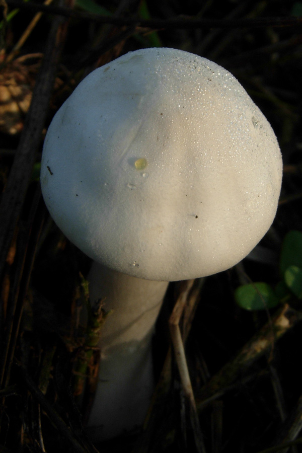 Dal mio giardino: Clitocybe ?